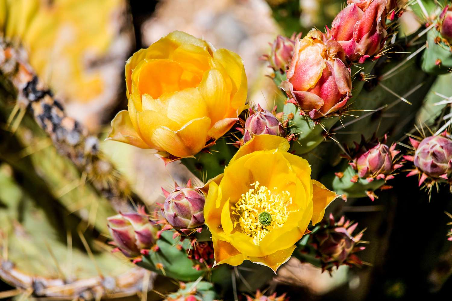 prickly pear cactus flower