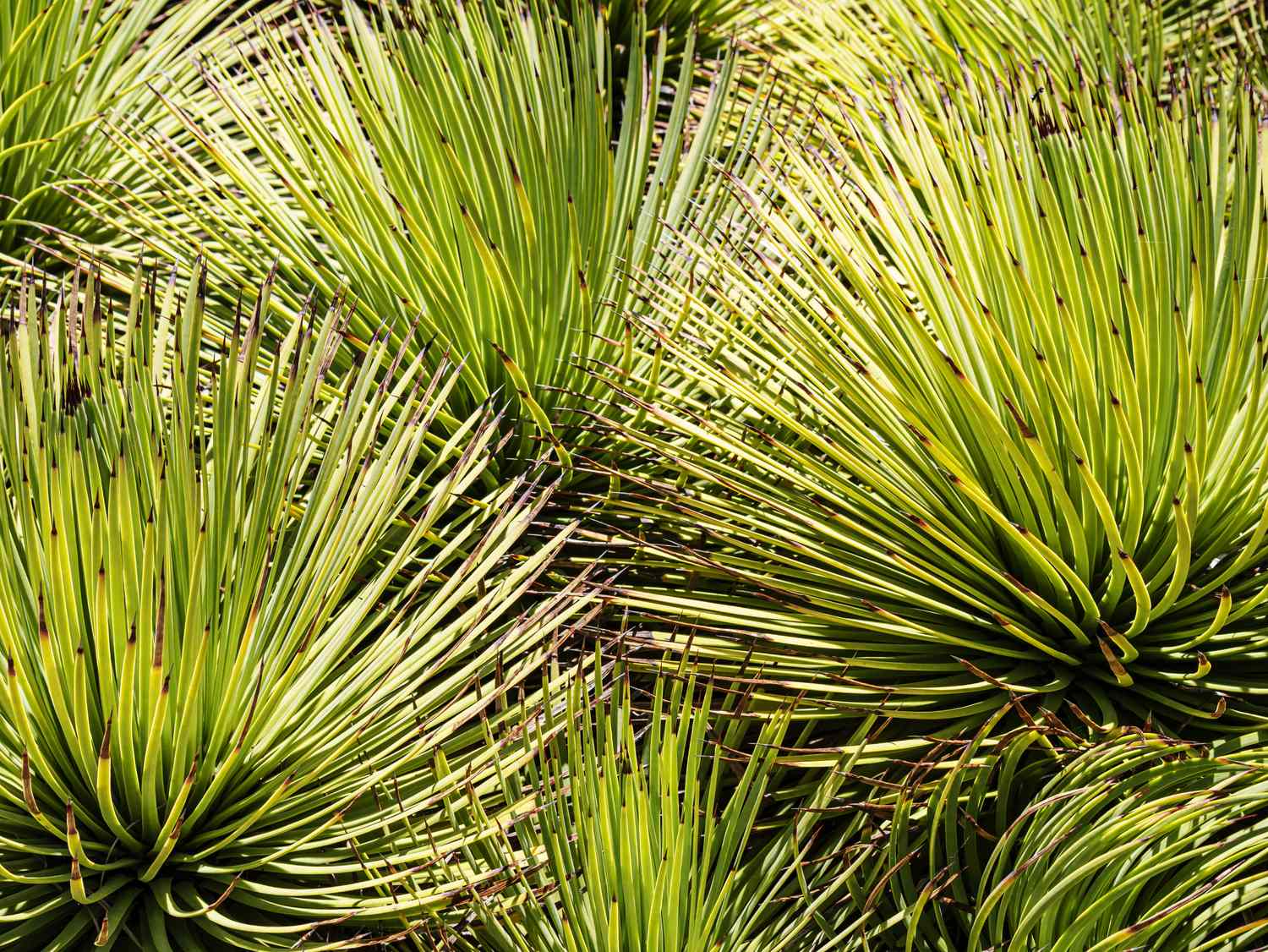 The Yucca plants are perennial shrubs and trees in the family Asparagaceae, They are native to the hot and dry parts of the Americas and the Caribbean.