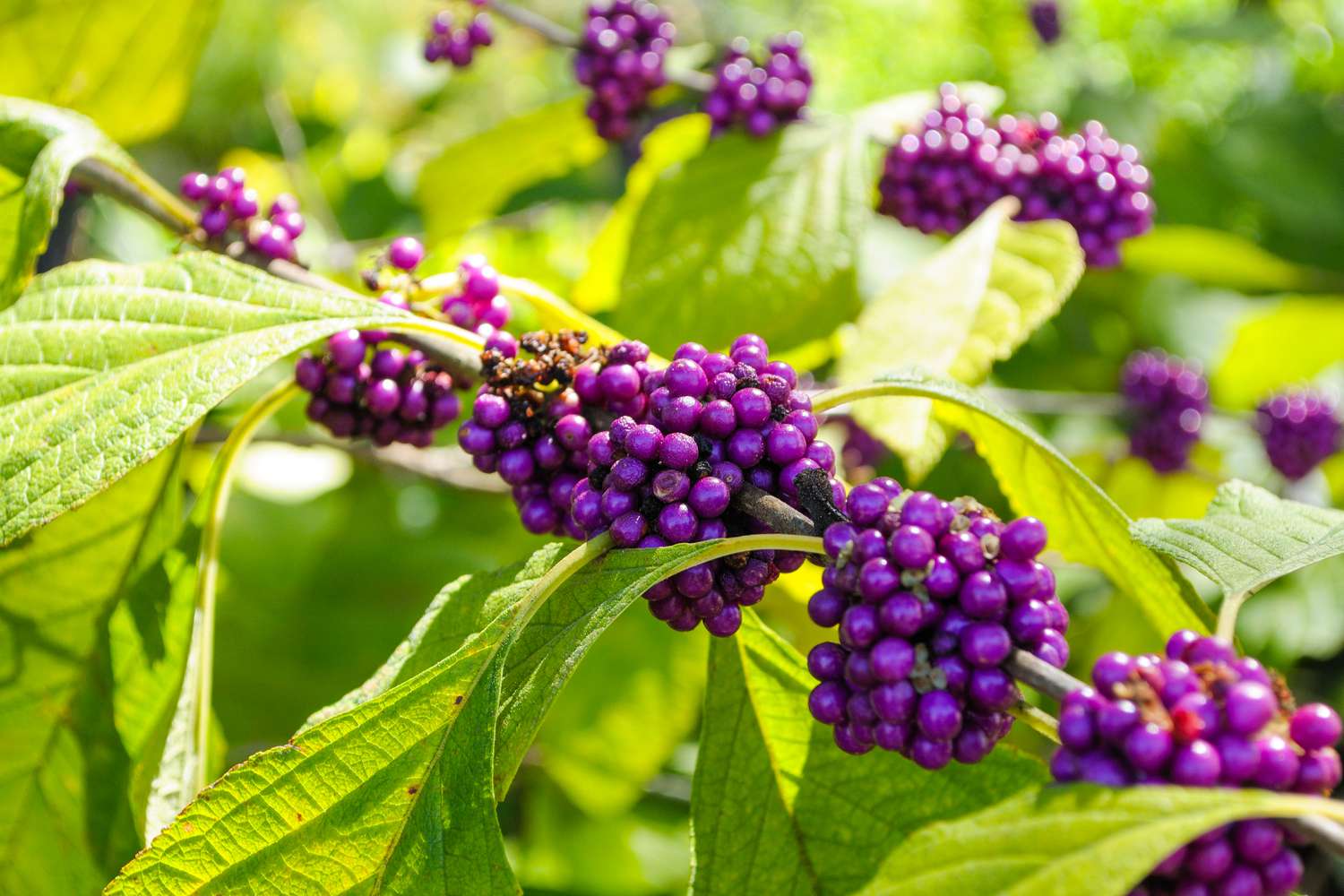 Beautyberry on the stem