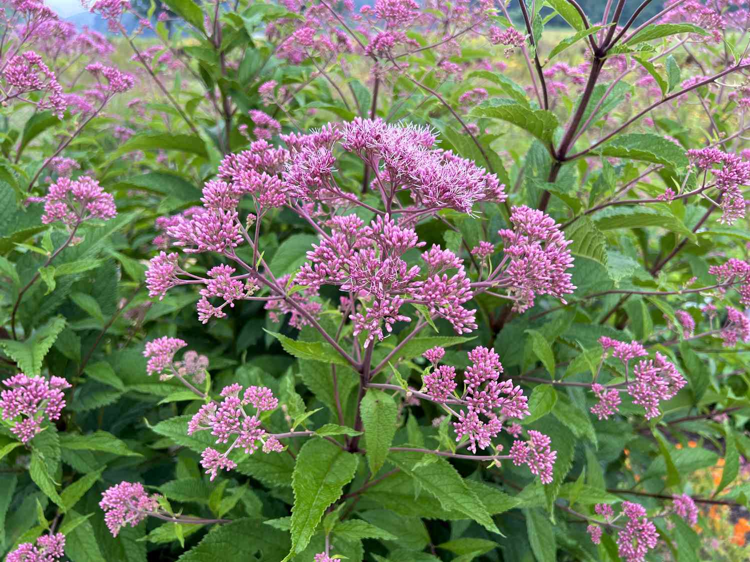 joe pye weed in garden