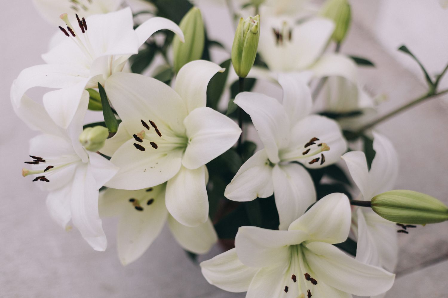 A bouquet of white lilies with visible stamens and buds