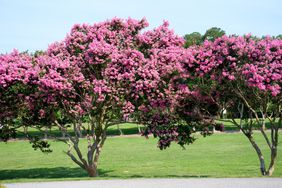 Summertime blooms of crepe myrtle trees showing there vibrant colors