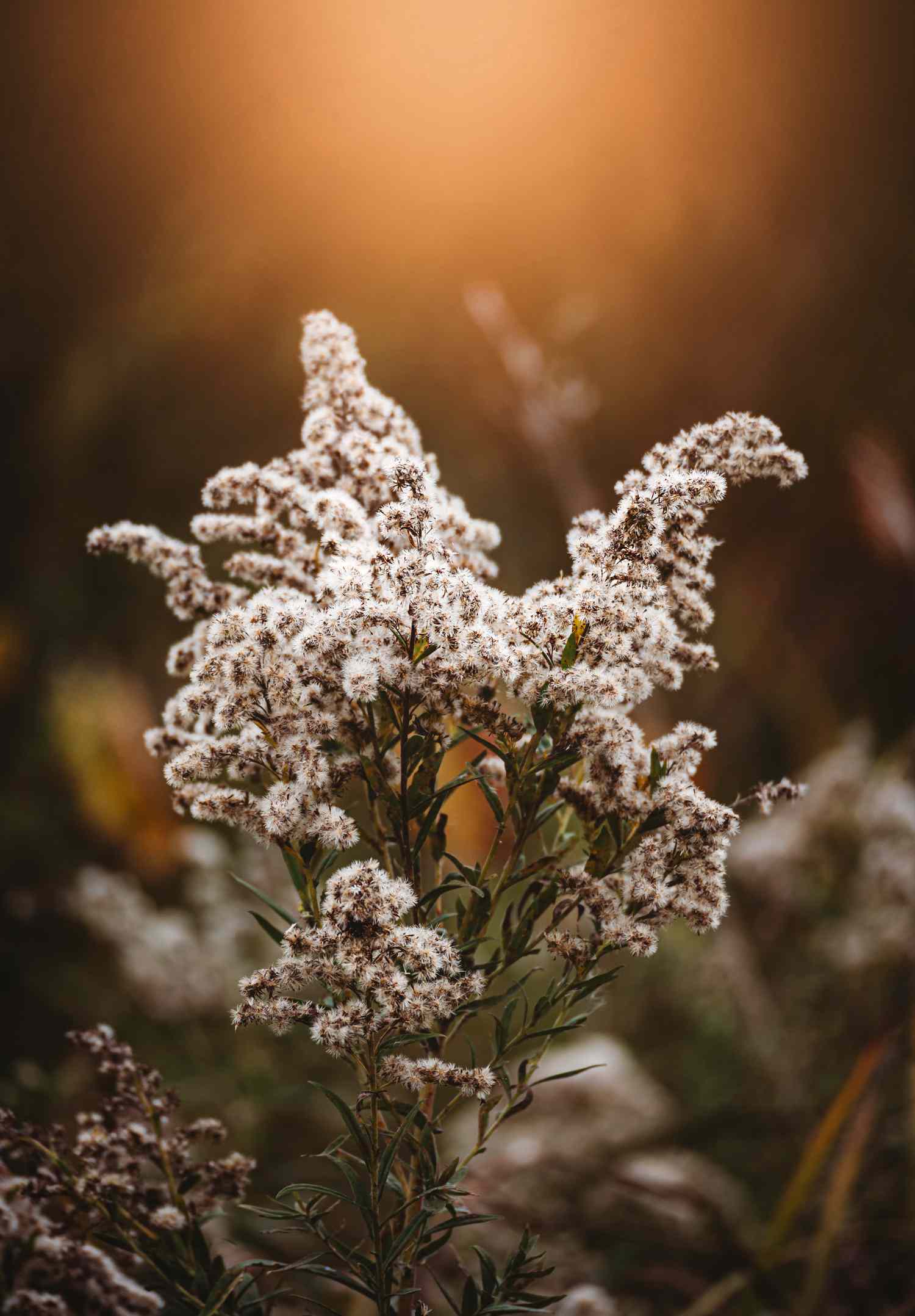 A close-up of a flowering plant with a blurred background, illuminated by warm light
