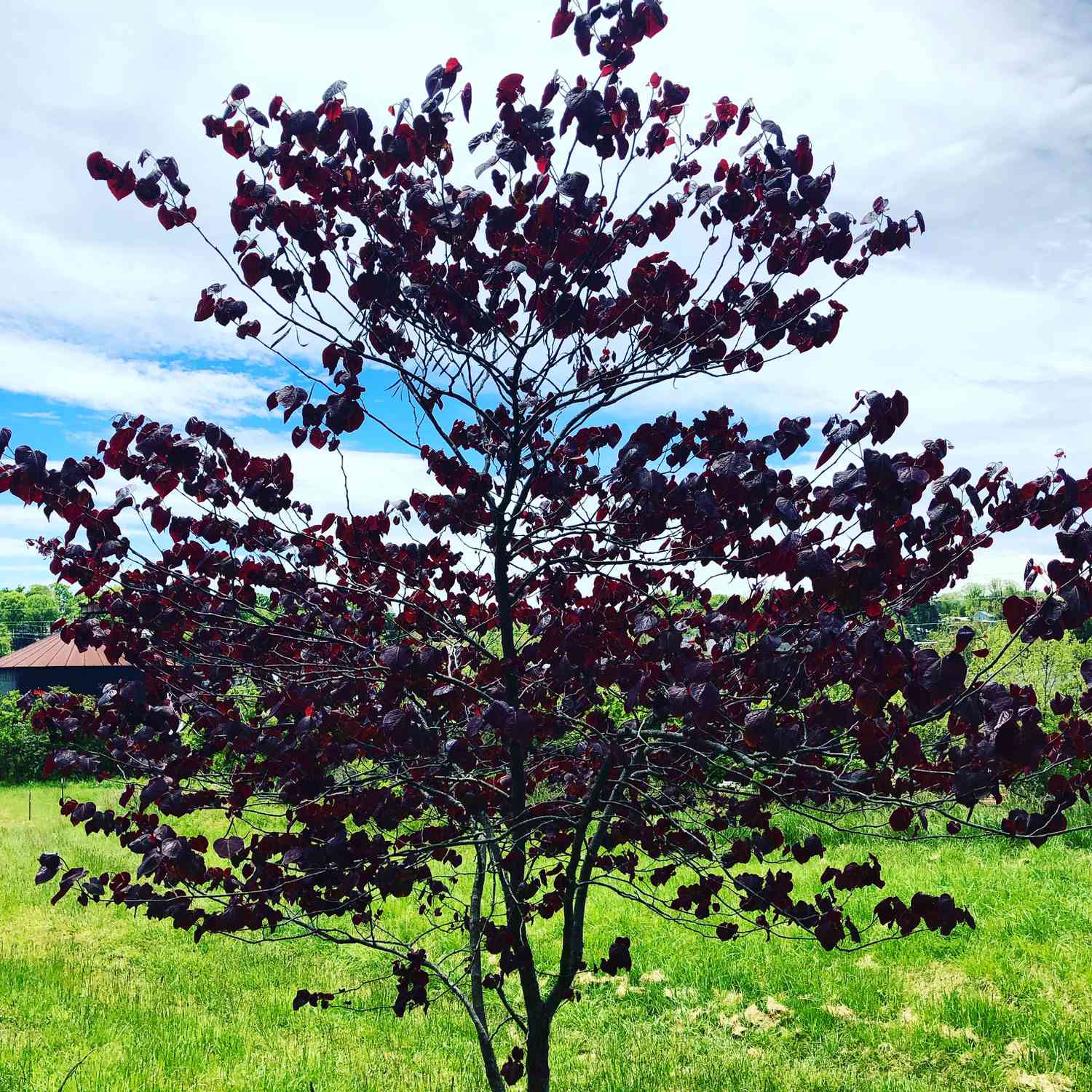forest pansy redbud tree