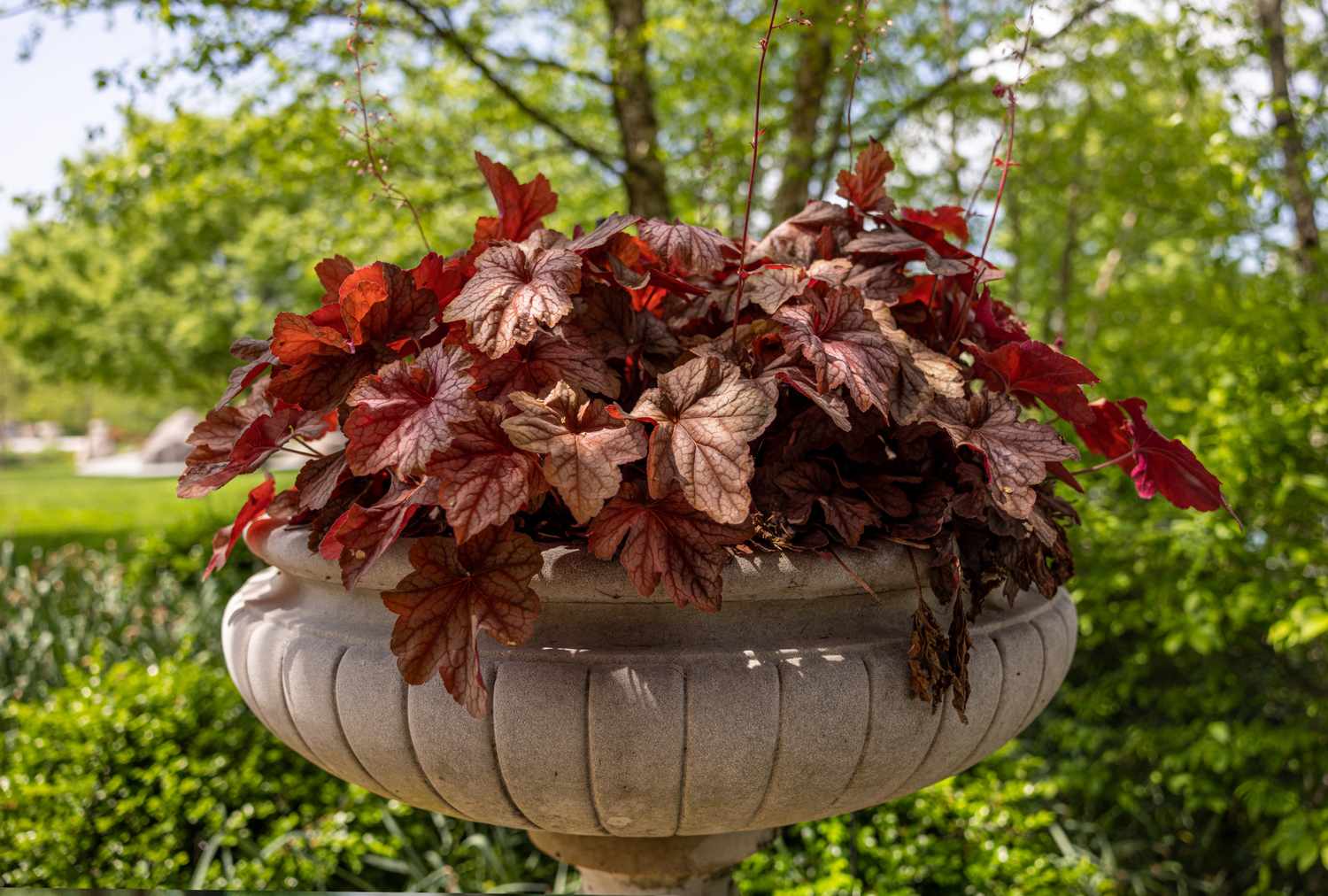Ornamental plant with large leaves in a stone planter outdoors