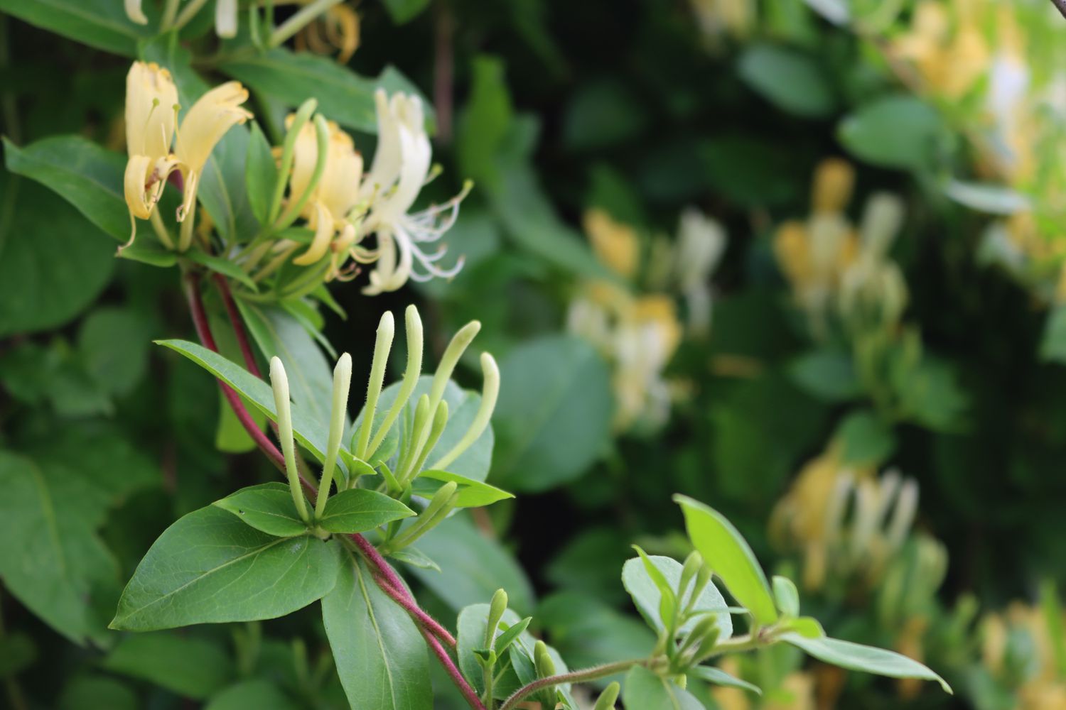Japanese honeysuckle