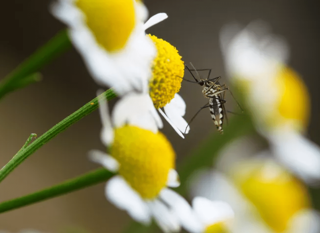 Mosquito on a flower
