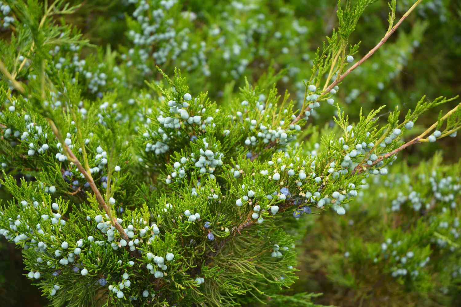 Juniperus virginiana foliage and mature cones