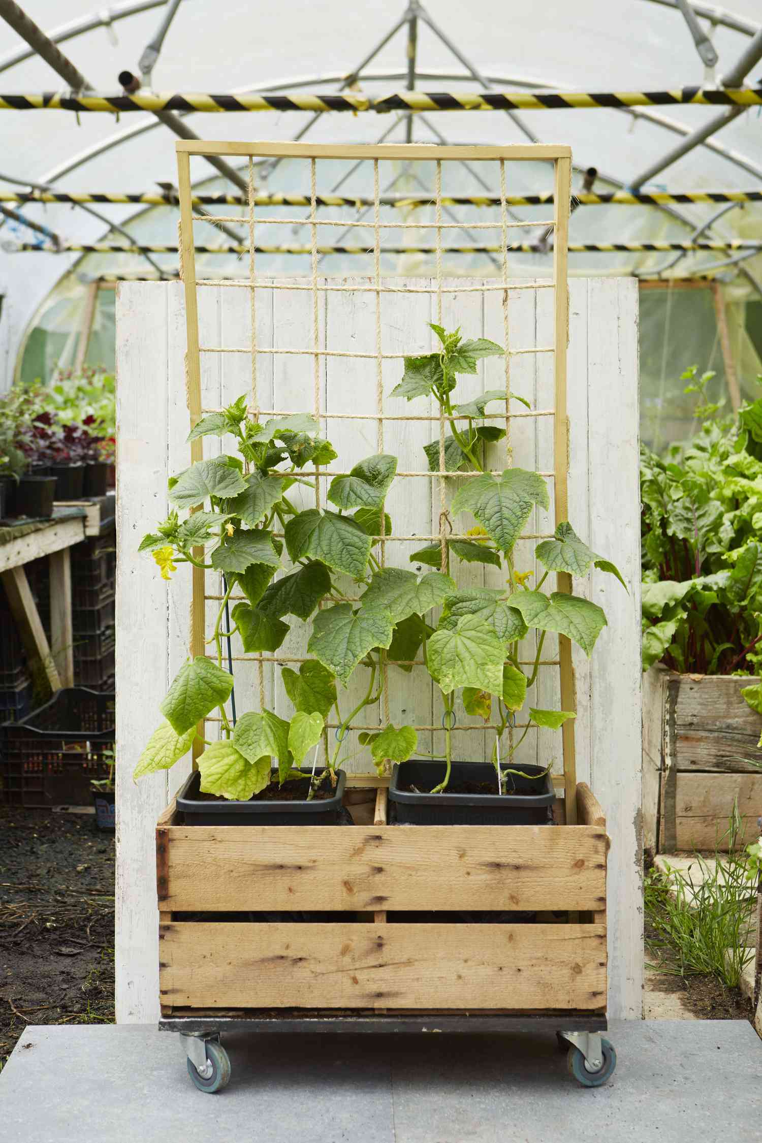 Cucumber crate project