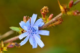 chicory flower