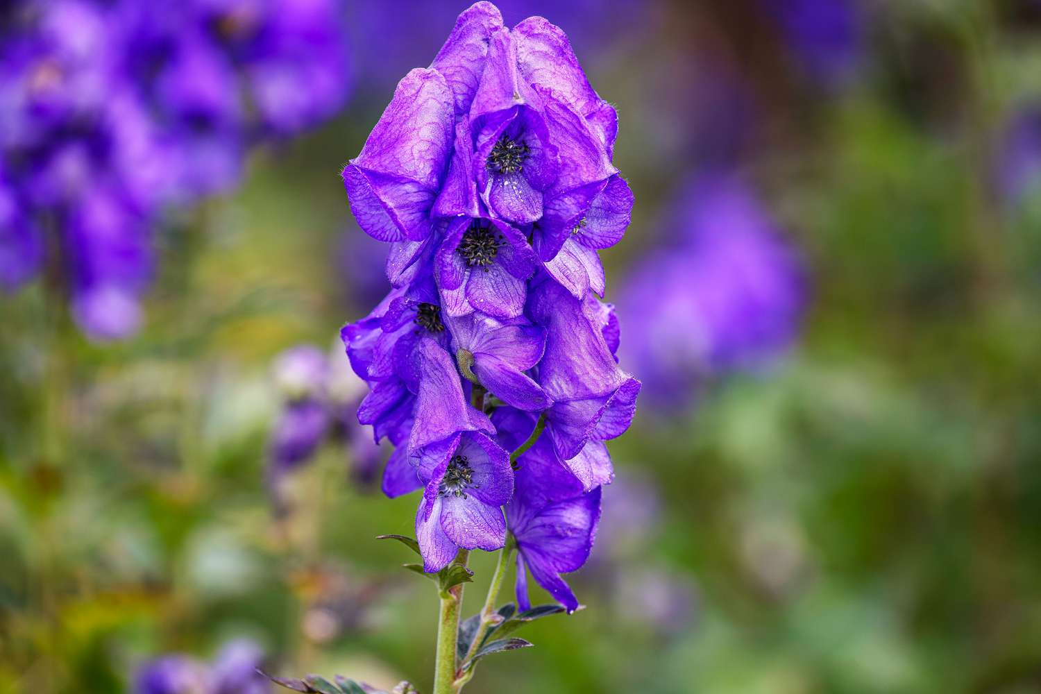 Monkshood Arendsii