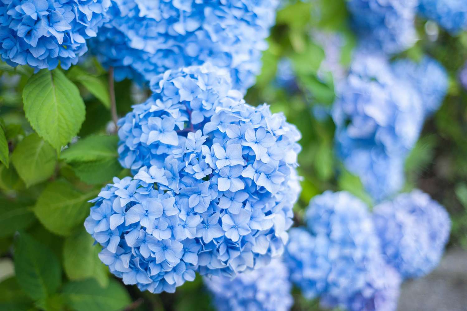 close-up blue mophead hydrangeas