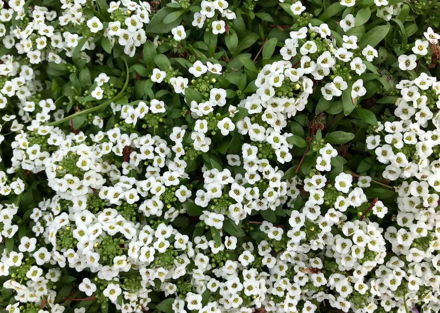 Sweet alyssum flowers