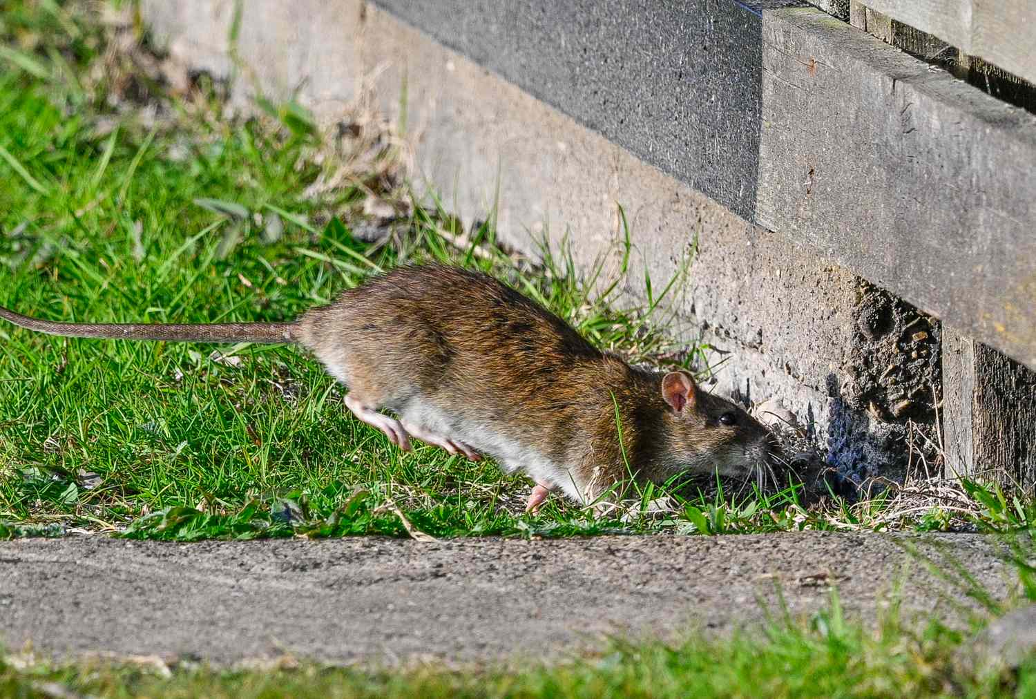 A rat near a building foundation exploring a hole along the edge of the grass and pavement