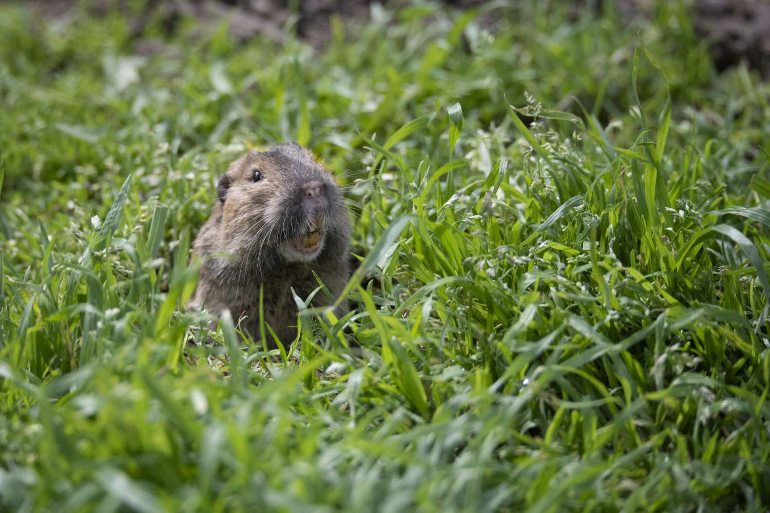 A gopher emerging from grass