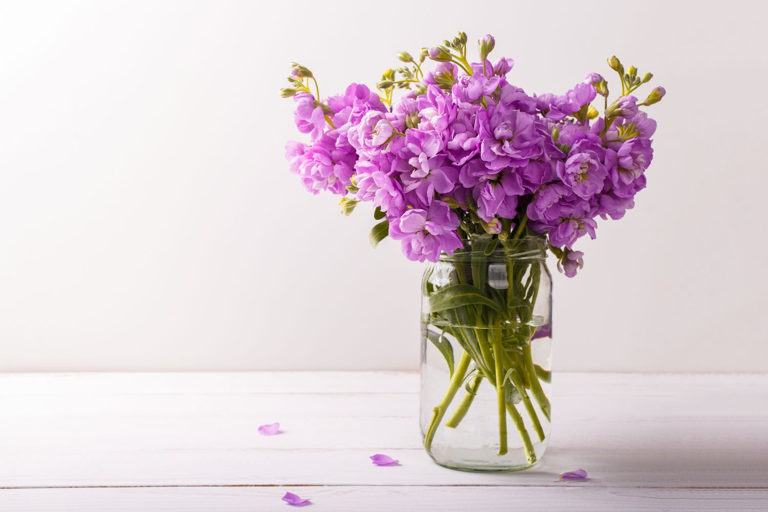 Stock or Matthiola flowers 