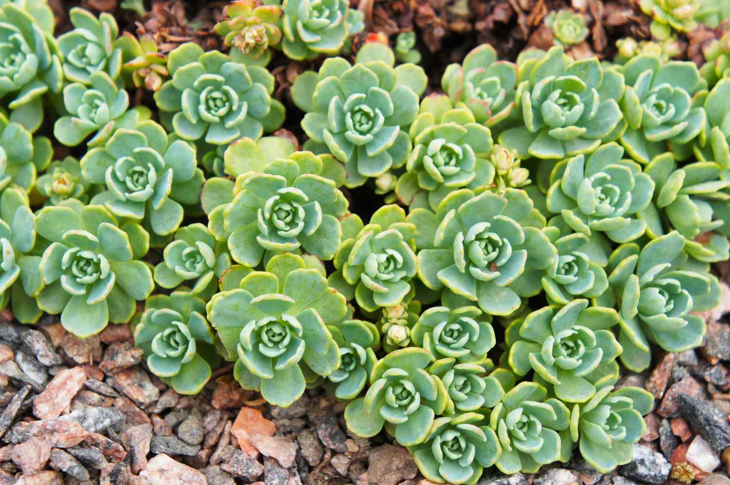 Sedum pachyclados gray stonecrop green plant on ground