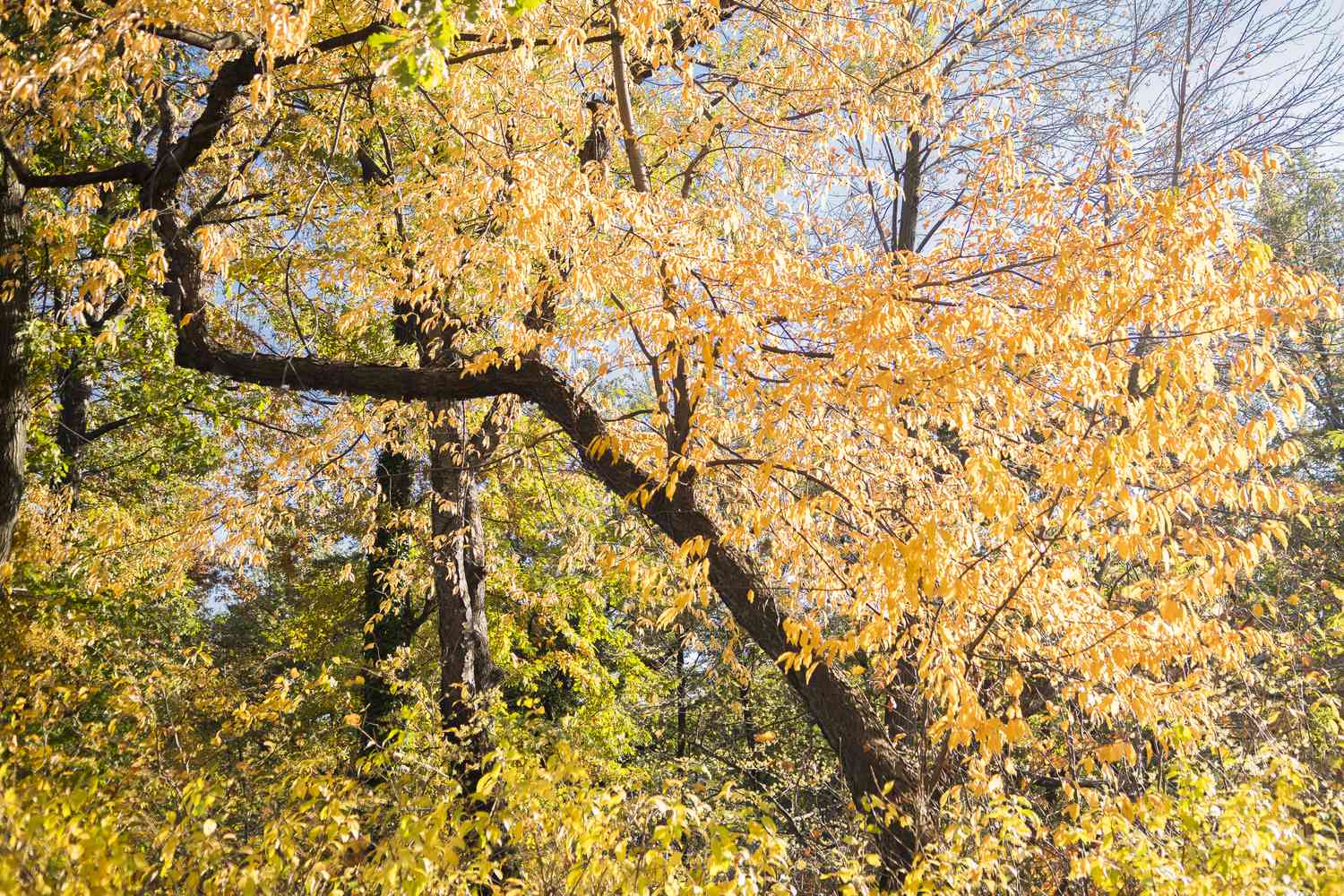Black walnut tree in autumn colors, the Conservatory Garden area of Central Park, New York City