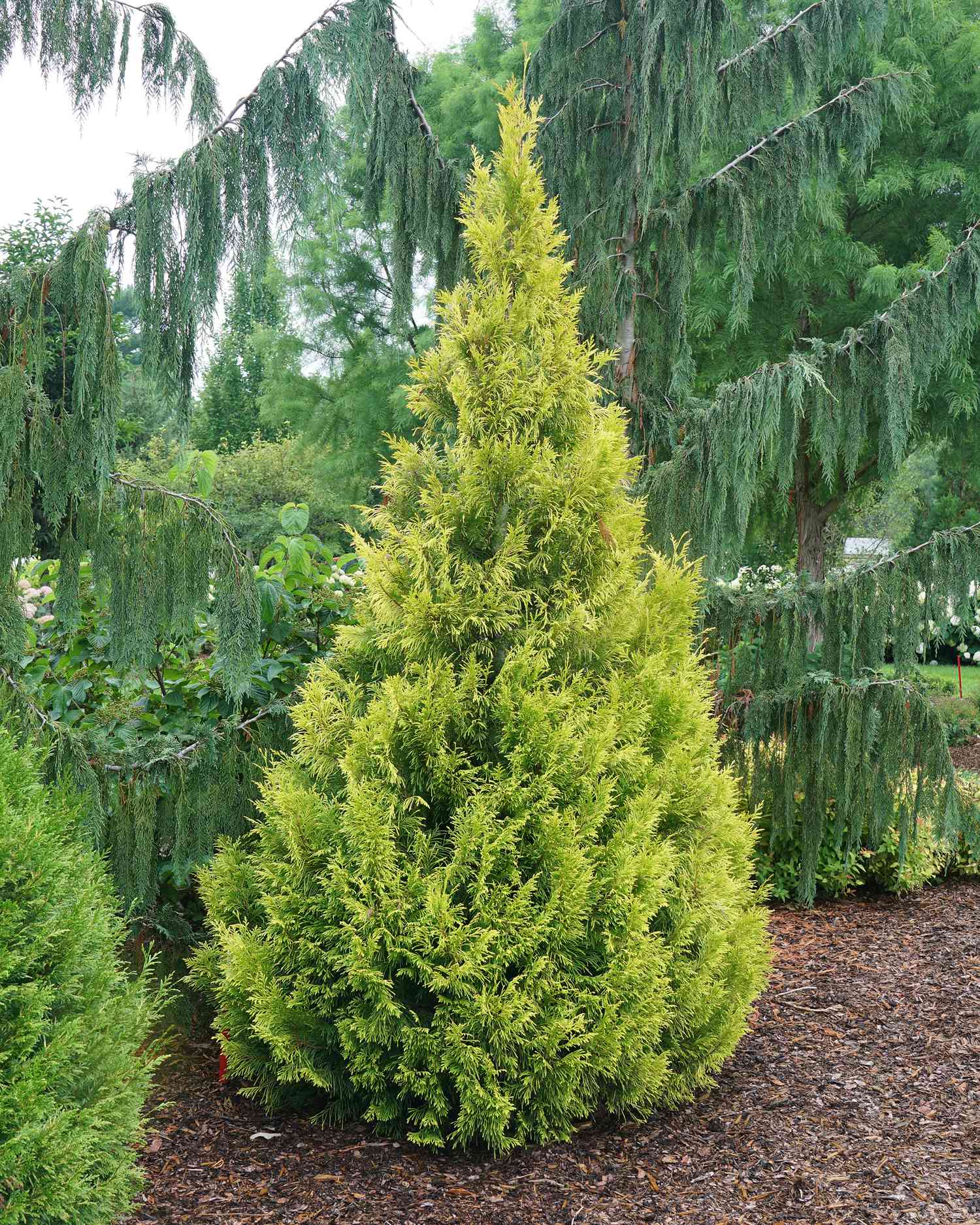Thuja dwarf tree
