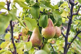 A closeup of ripe pears