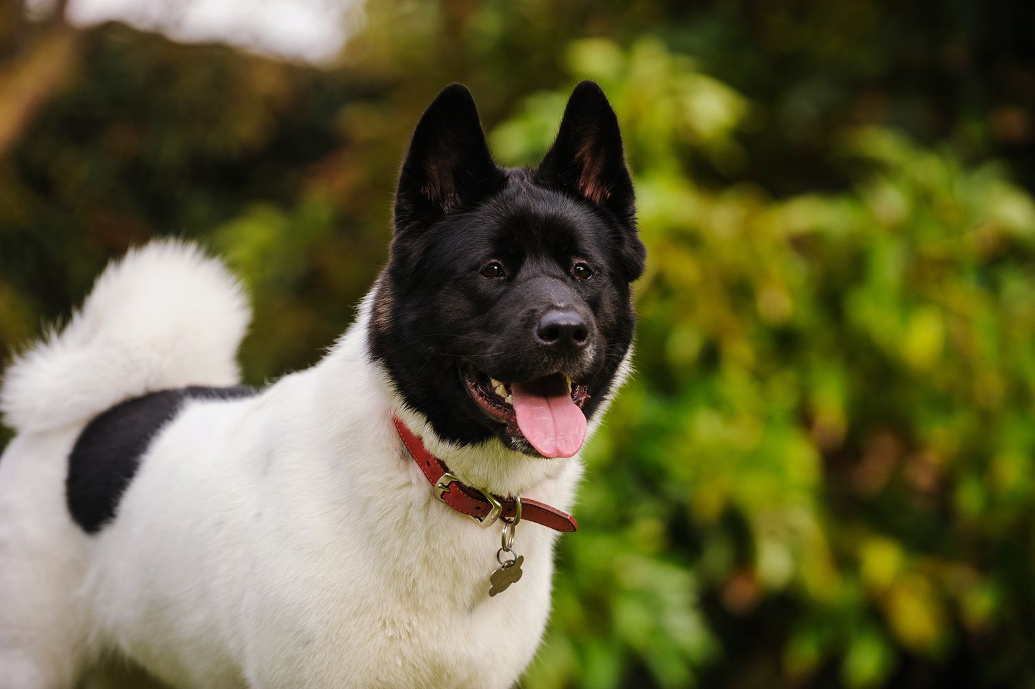 Close-Up Of Japanese Akita Dog Standing Outdoors