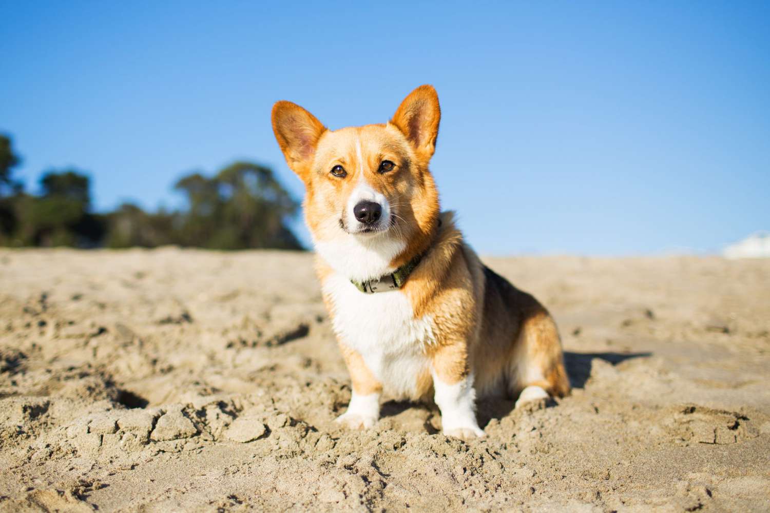 corgi on the beach