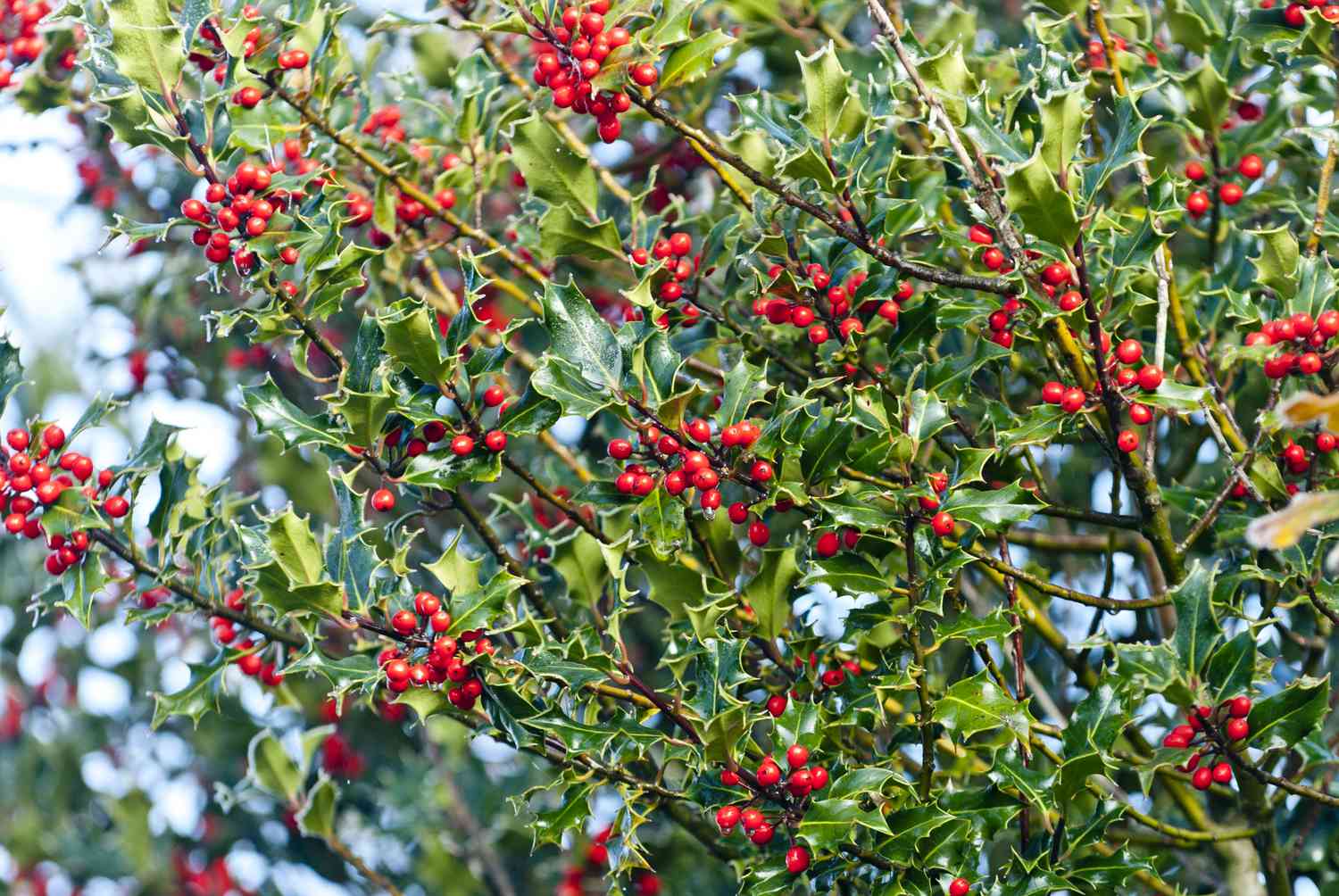 English Holly Bush with red berries close up
