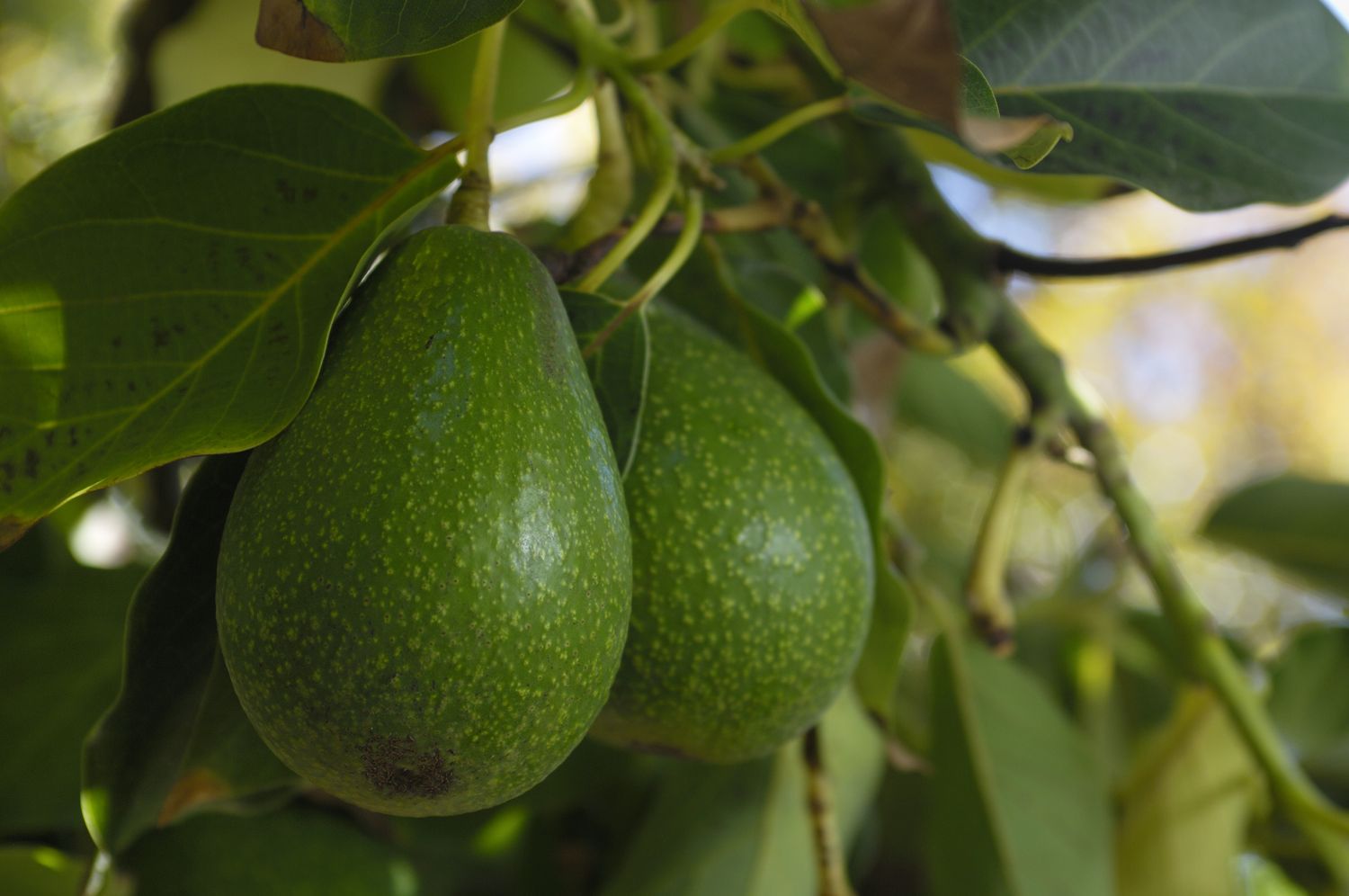 avocados ripening on a tree
