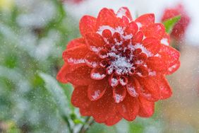A dahlia flower covered in snowflakes