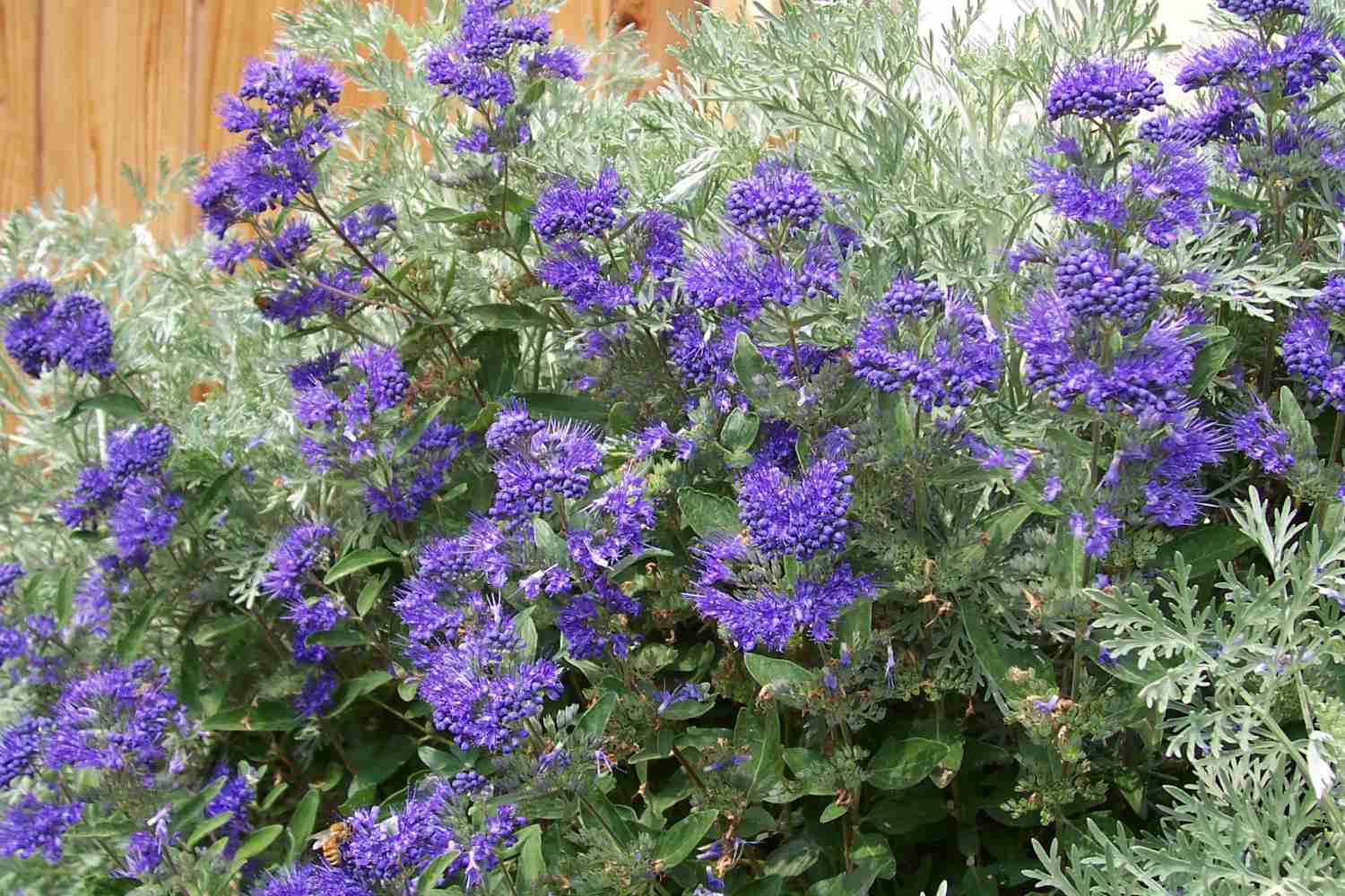 blue mist spirea