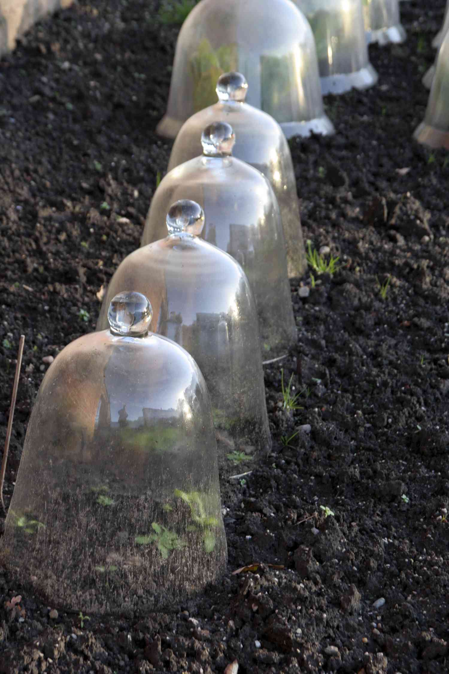 cloches covering plants in a garden