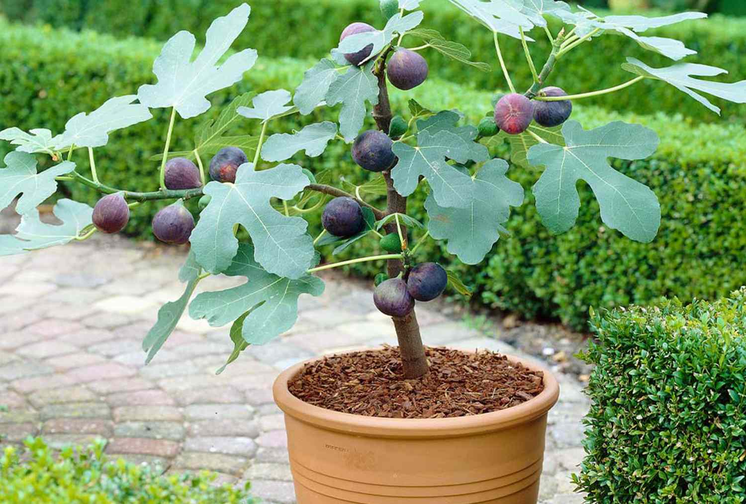 Fig tree growing in pot