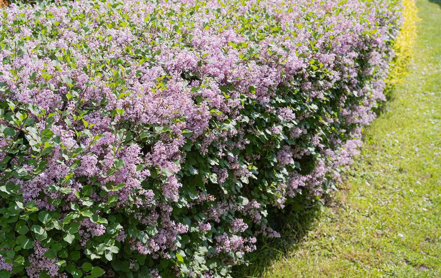 Dwarf korean lilac shrub