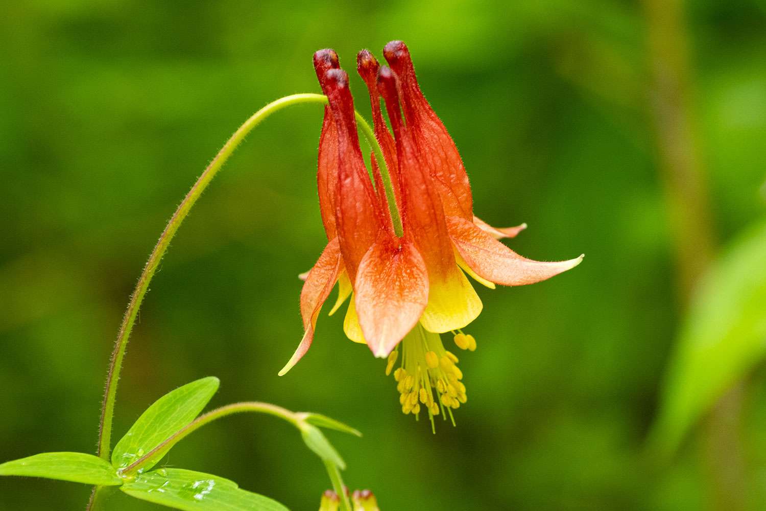 Eastern Red Columbine