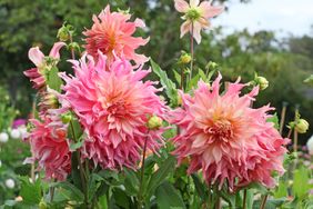 Large blooming flowers in a garden setting