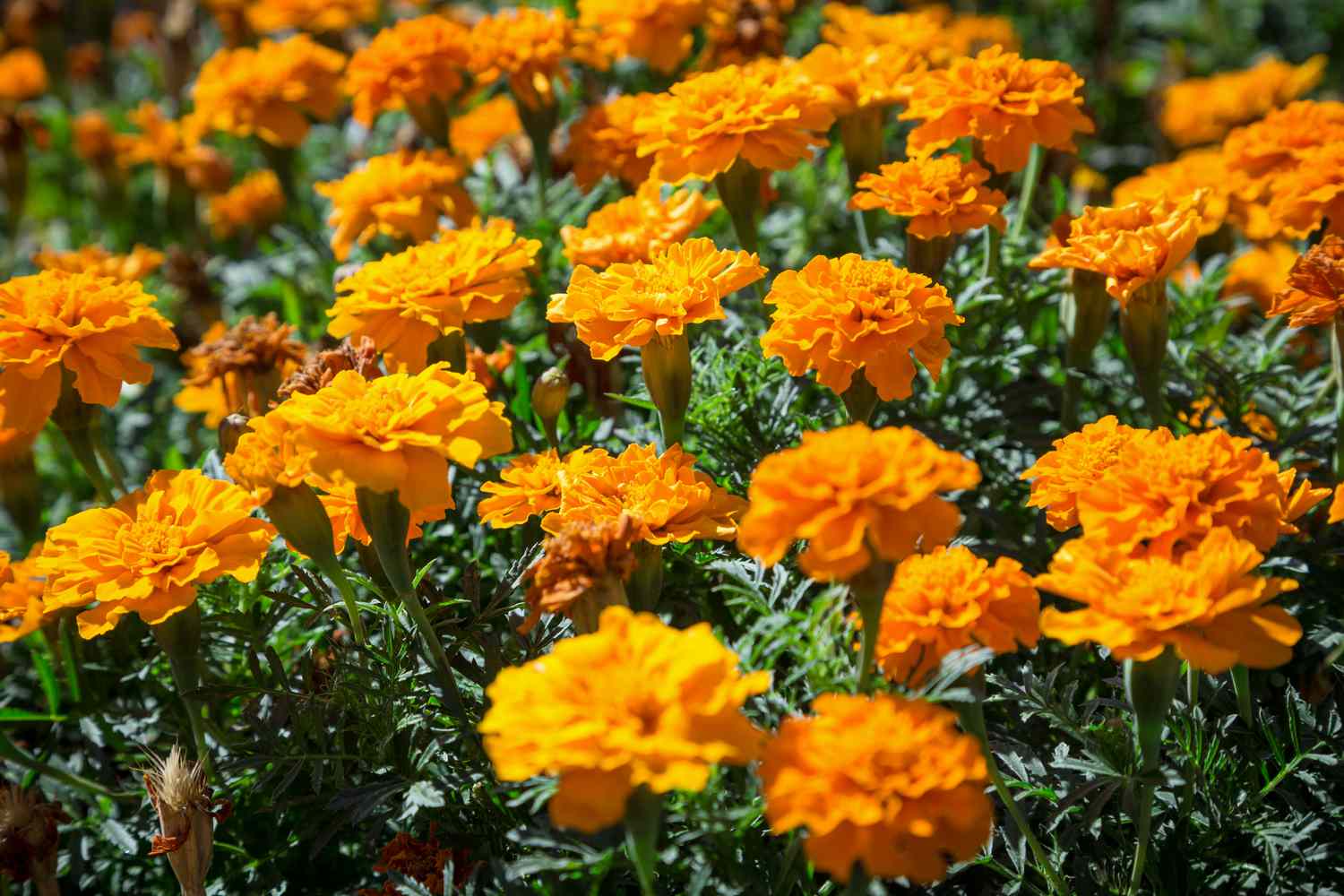 Marigolds