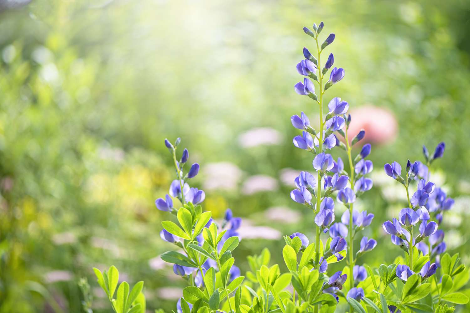 False Indigo Flower