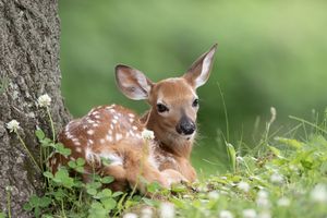 A young deer lying beside a tree among grass and flowers