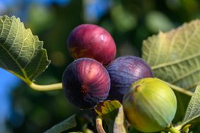 Closeup of ripe figs on a tree branch with surrounding leaves