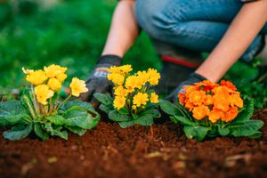 woman planting flowers