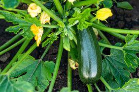 zucchini and zucchini flowers growing in a garden