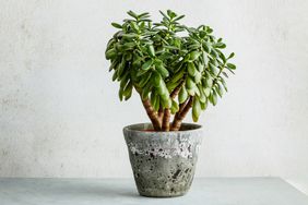 Jade plant