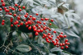 A branch with clusters of small red berries and green leaves