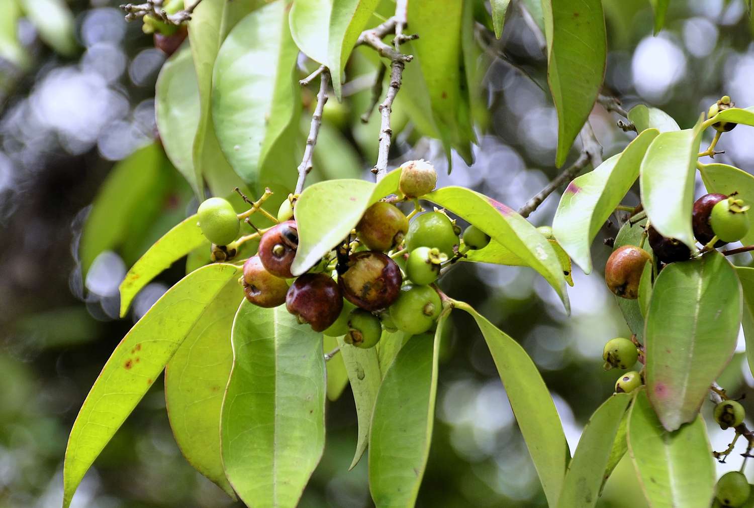 Branch of a tree with green leaves and small round fruits