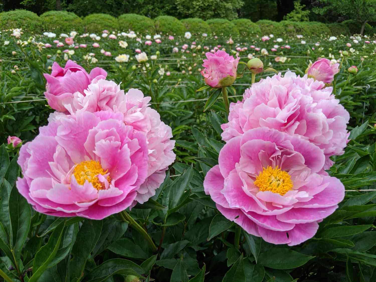 Peonies in garden 