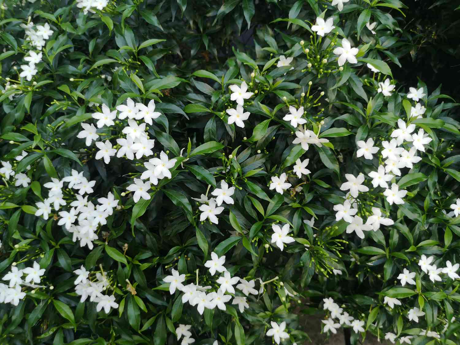 Winter jasmine blooming in a garden