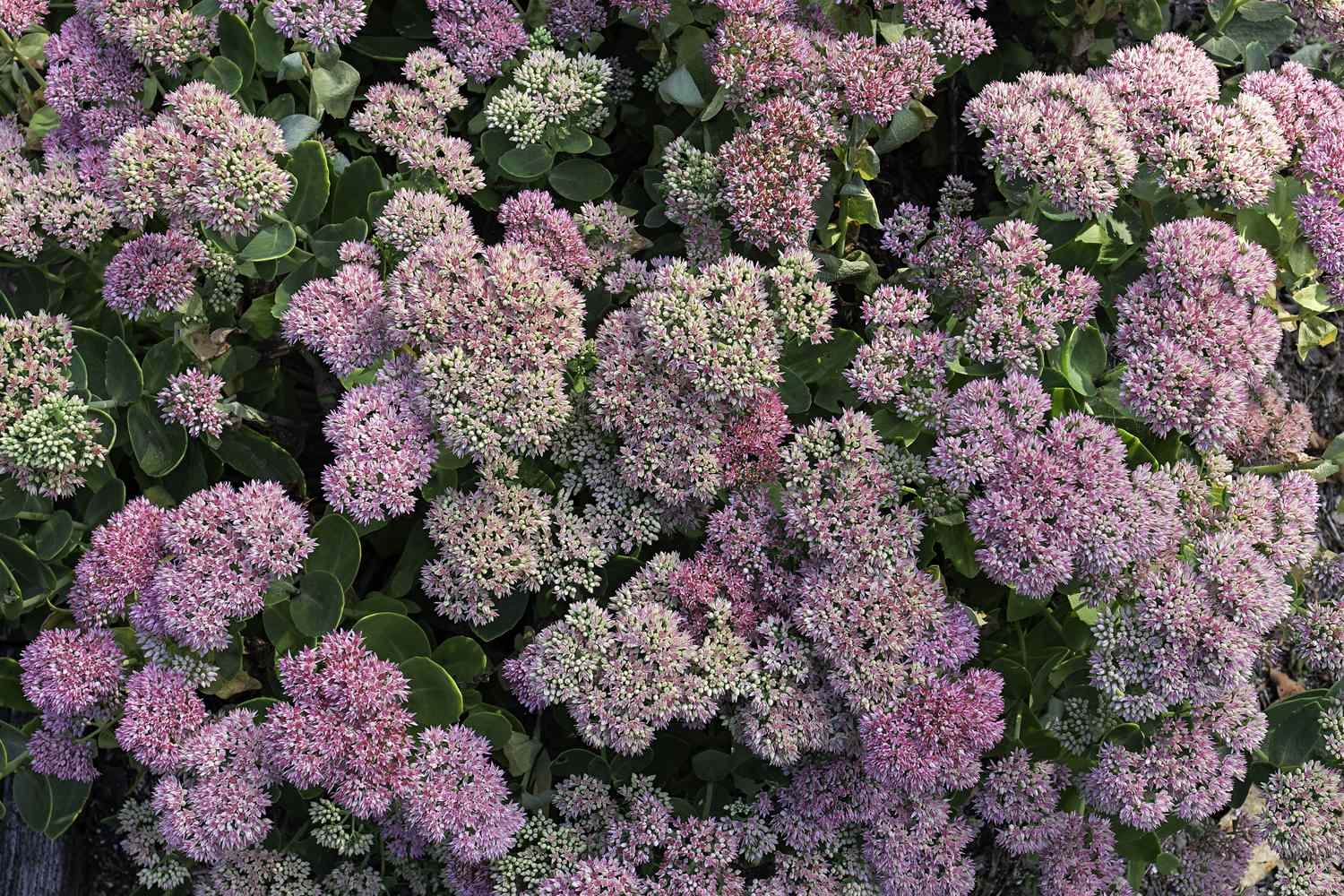 array of dusky pink flower and green foliage