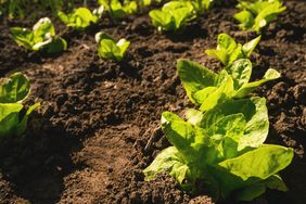 Young lettuce plants growing in soil