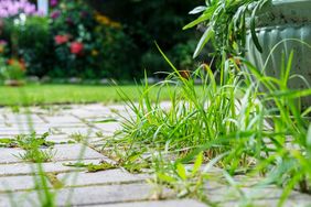 Grass and weeds growing between pavers a garden in the background with flowers and foliage