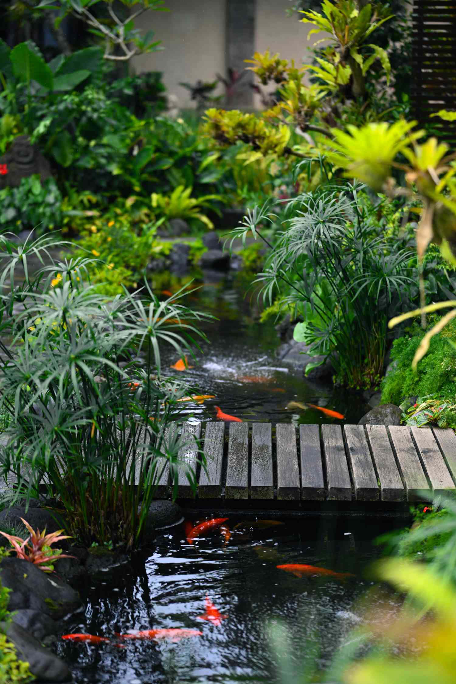 Garden with pond and koi 